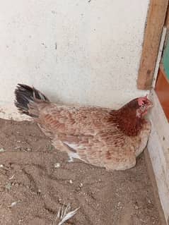 Bengum, Aseel Female, Misri Female, Aseel Heera Chik And Cage For Sale