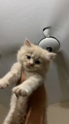 "Fawn-Colored Persian Kitten, 2 Months Old, Fully Vaccinated - Ready