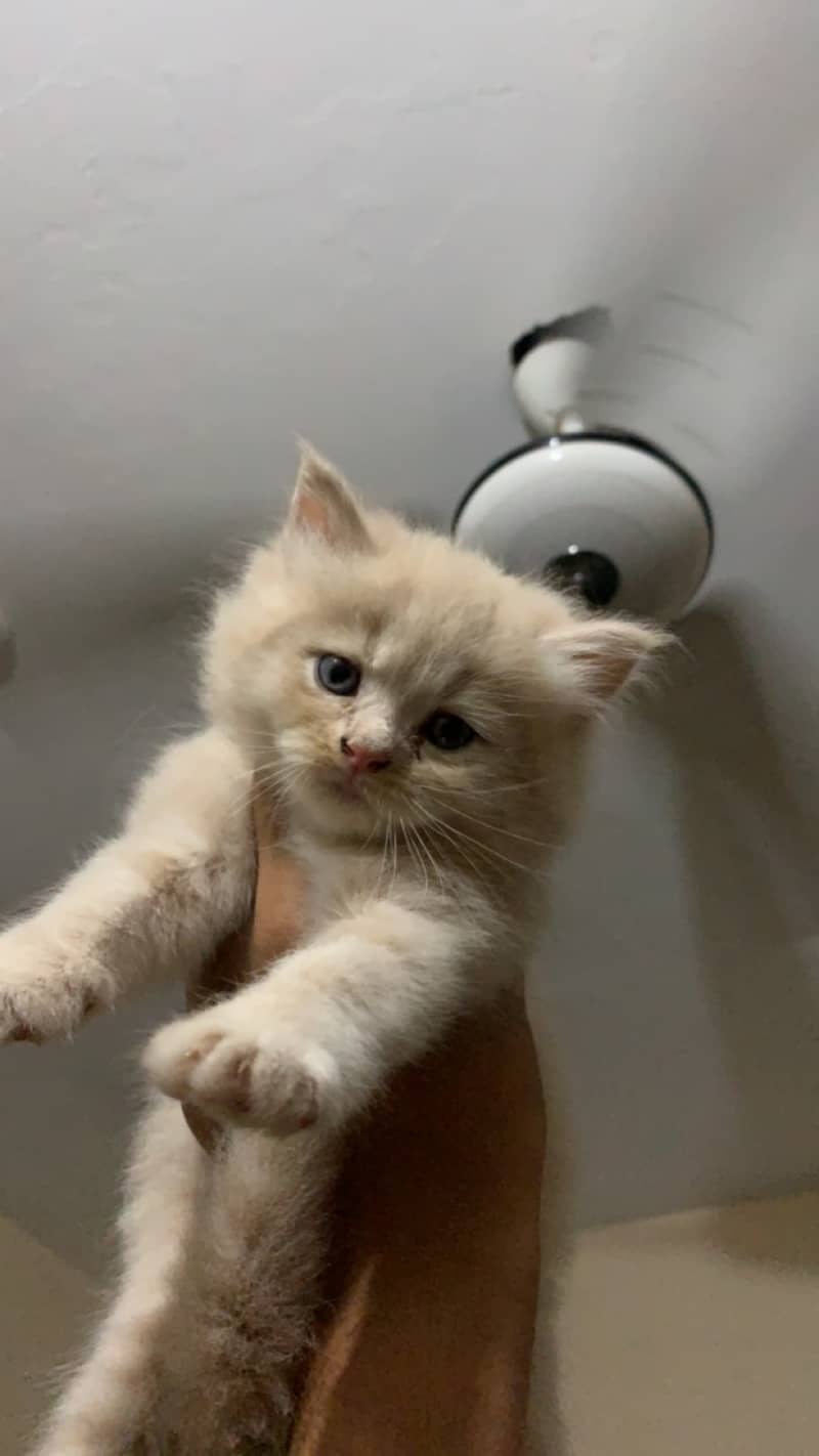 "Fawn-Colored Persian Kitten, 2 Months Old, Fully Vaccinated - Ready 0