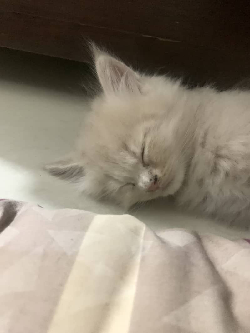 "Fawn-Colored Persian Kitten, 2 Months Old, Fully Vaccinated - Ready 2
