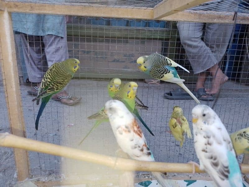 Australian parrot 4 male and 4 female 1 patha hay with cage 1