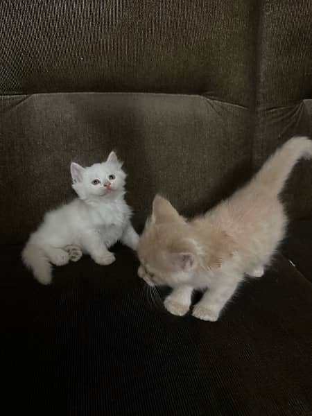 Persian kittens available 1