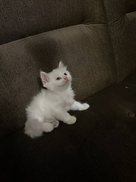 Persian kittens available 2