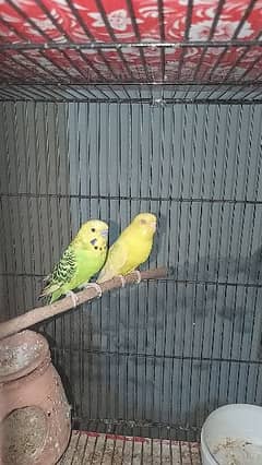 Budgies red eye split pairs 0