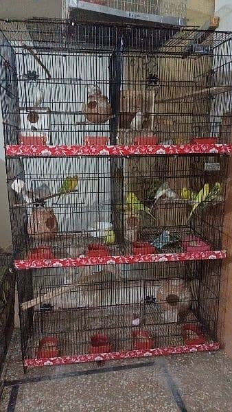 Budgies red eye split pairs 1