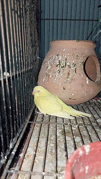 Budgies red eye split pairs 2