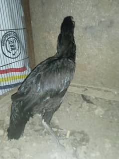 Aseel Hen for sale |Home Breed |urgent sell PH# 03105766069