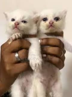 Persian female kitten for sale video whatsapp py 03455776379 0