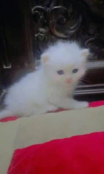 Persian female kitten for sale video whatsapp py 03455776379 1