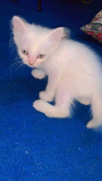 Persian female kitten for sale video whatsapp py 03455776379 2