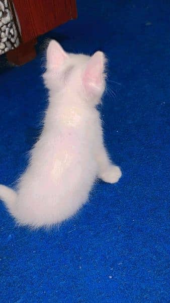 Persian female kitten for sale video whatsapp py 03455776379 3