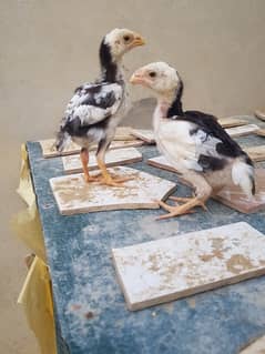 Indian parrot beak chicks available for sale Age 1 month 0