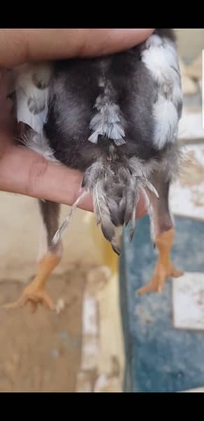 Indian parrot beak chicks available for sale Age 1 month 1