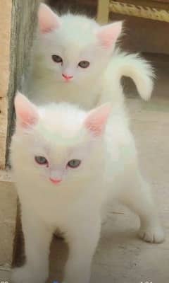 2 female Persian cats for sale
