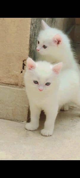 2 female Persian cats for sale 1