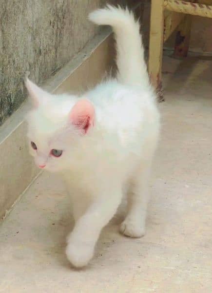 2 female Persian cats for sale 2