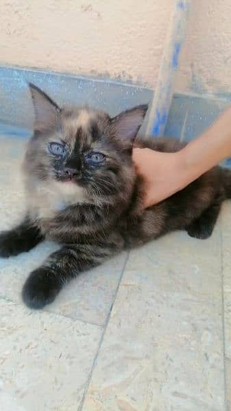 2 female Persian cats for sale 6