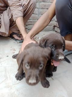 Rare and expensive colour of Labrador 0