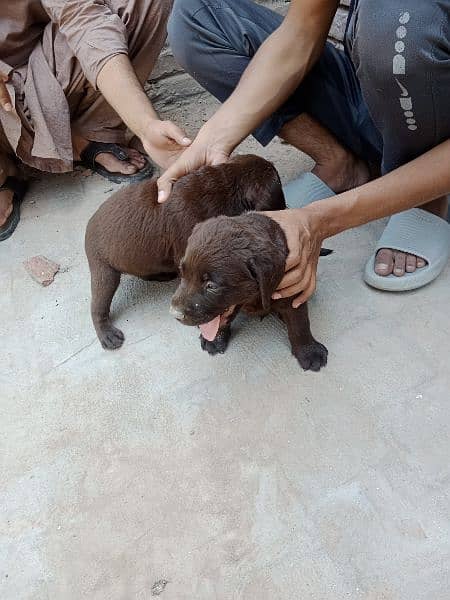 Rare and expensive colour of Labrador 1