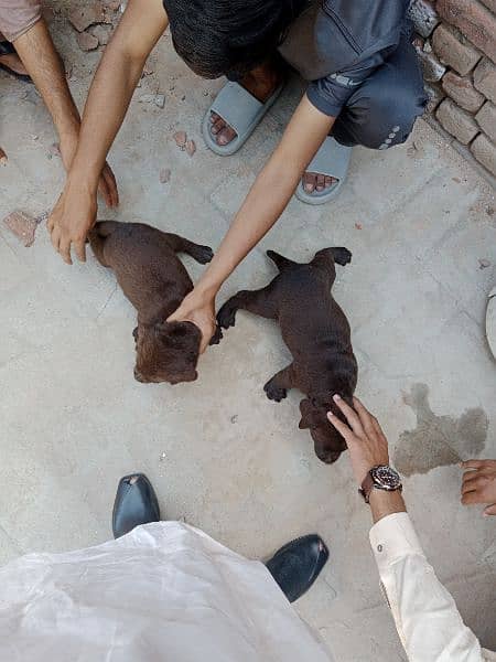 Rare and expensive colour of Labrador 2