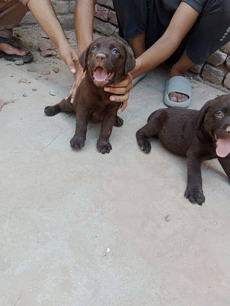 Rare and expensive colour of Labrador 3