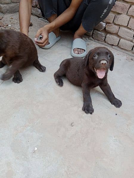 Rare and expensive colour of Labrador 4