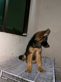 German shepherd male pup available for sale
