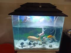 fish aquarium