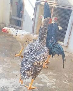 aseel shamu Breeder pair