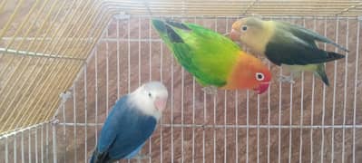 Violet Parblue/ino/opaline, green opaline, green euwing opaline,