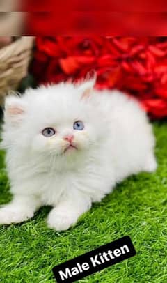 odd eyes white Persian kitten cat baby | triple long coated