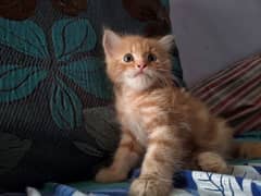 persian male kitten 0