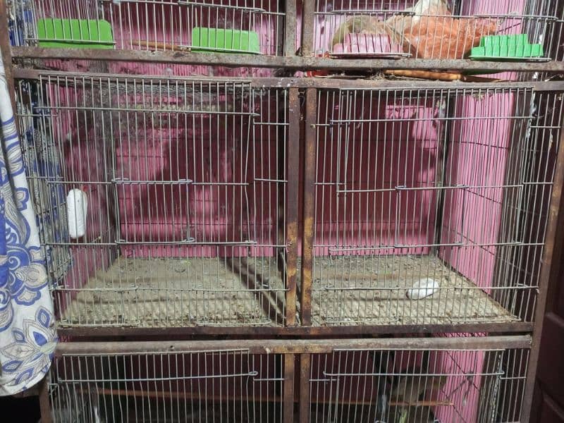 Ringneck breading pair & cage 8