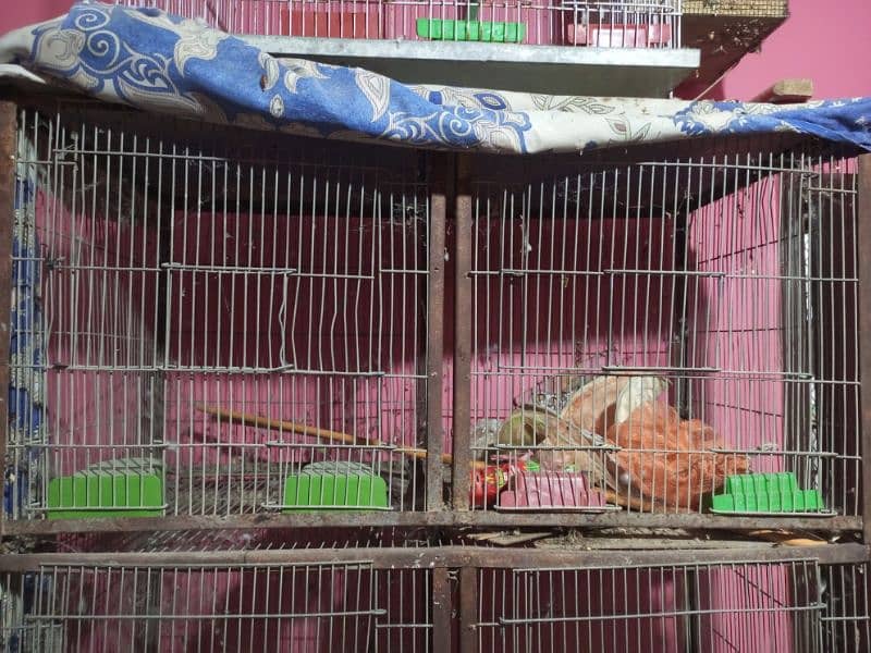 Ringneck breading pair & cage 9