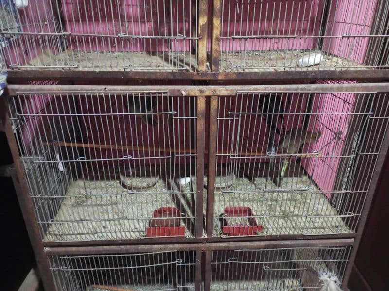 Ringneck breading pair & cage 10