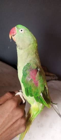 Ringback parrot