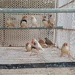 Common Zebra Finches