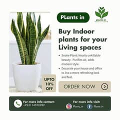 Air-Purifying Snake Plant for Sale – Boost Your Home’s Greenery!"