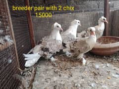 fancy pigeons. diffrent breeds. price mention. cargo available.