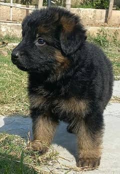 German Shepherd puppy urgent for sale