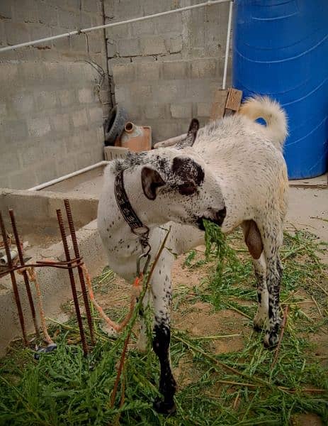 Goat,Ando Bakra urgent sell Different price ha teeno ka 1