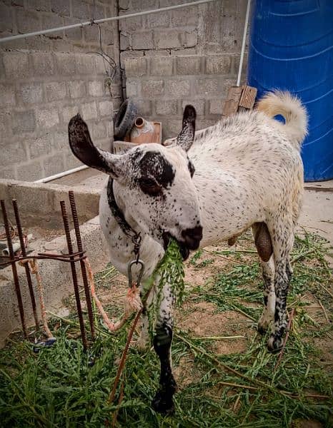 Goat,Ando Bakra urgent sell Different price ha teeno ka 3