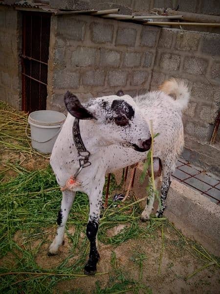 Goat,Ando Bakra urgent sell Different price ha teeno ka 4