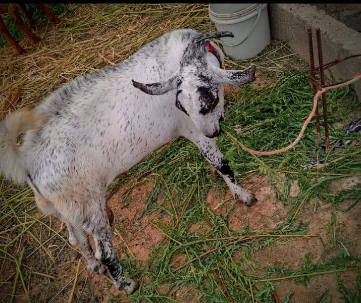Goat,Ando Bakra urgent sell Different price ha teeno ka 5
