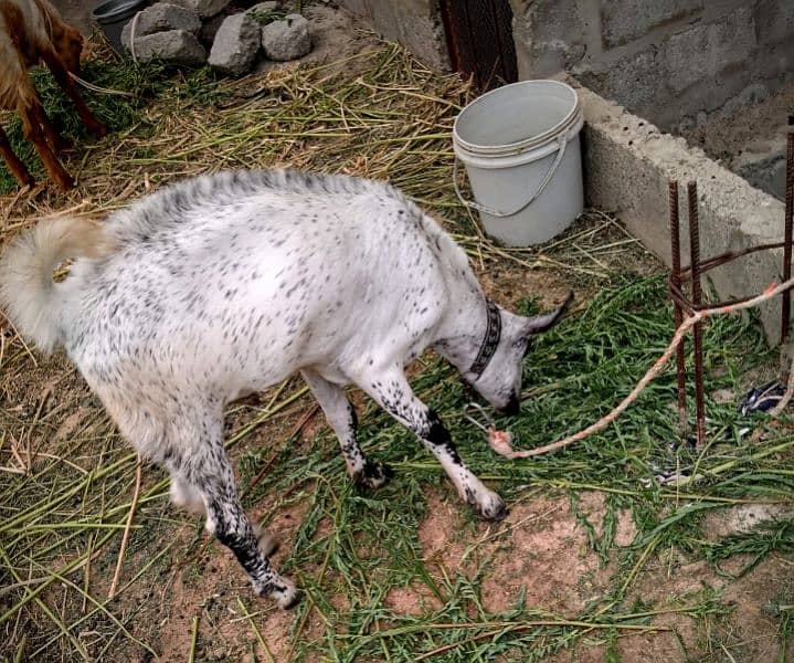 Goat,Ando Bakra urgent sell Different price ha teeno ka 6