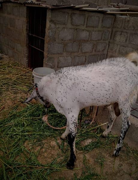 Goat,Ando Bakra urgent sell Different price ha teeno ka 7