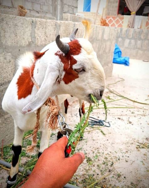 Goat,Ando Bakra urgent sell Different price ha teeno ka 9