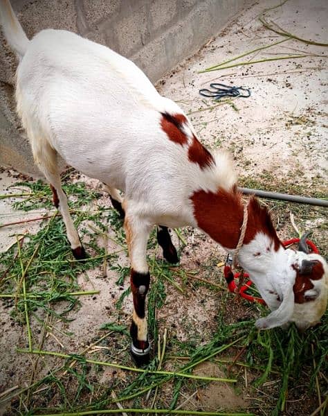 Goat,Ando Bakra urgent sell Different price ha teeno ka 11