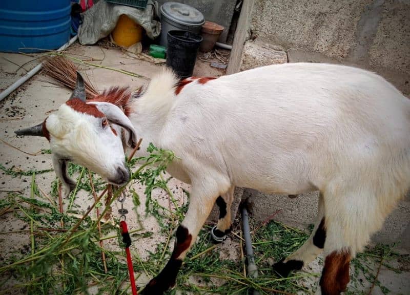 Goat,Ando Bakra urgent sell Different price ha teeno ka 12