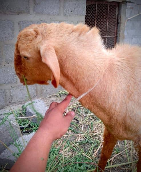 Goat,Ando Bakra urgent sell Different price ha teeno ka 13